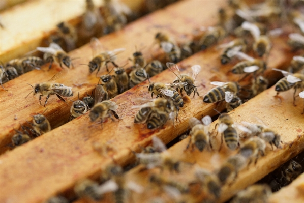 Honey dish food produce Photo