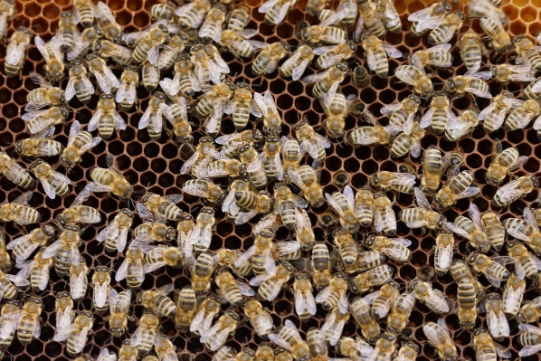 Work nature honey pattern Photo