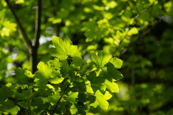 Tree nature forest branch Photo