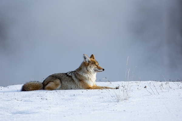 Nature wilderness snow winter Photo