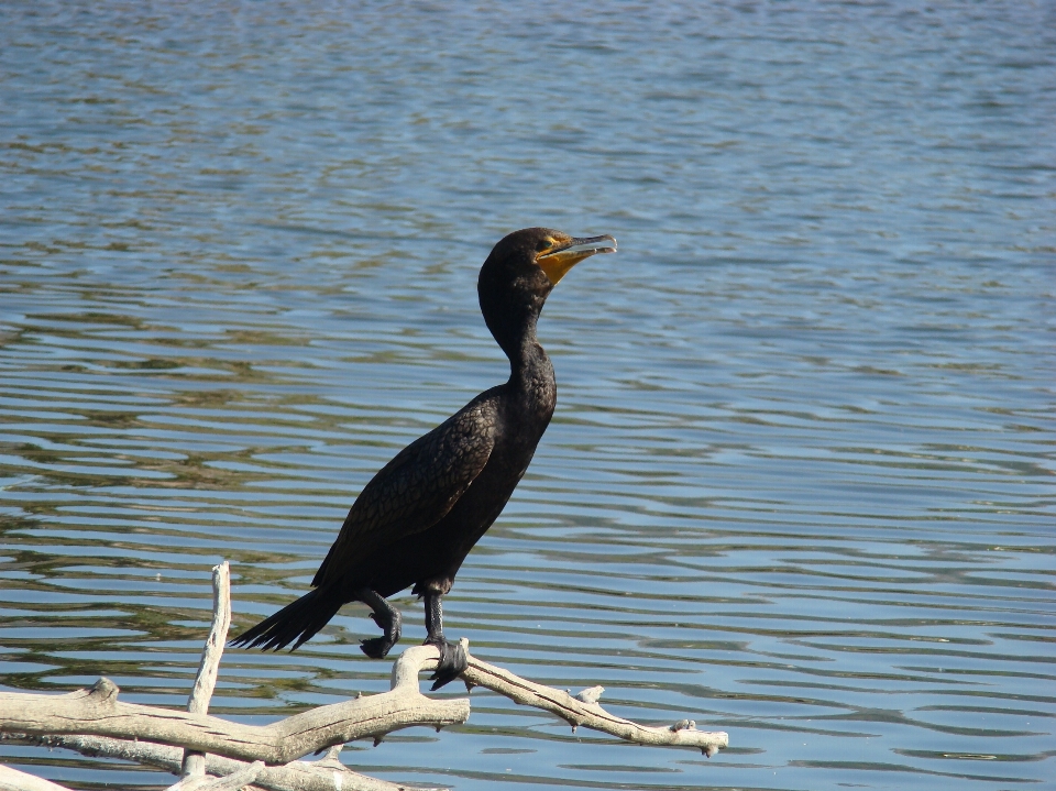 água natureza pássaro ave marinha
