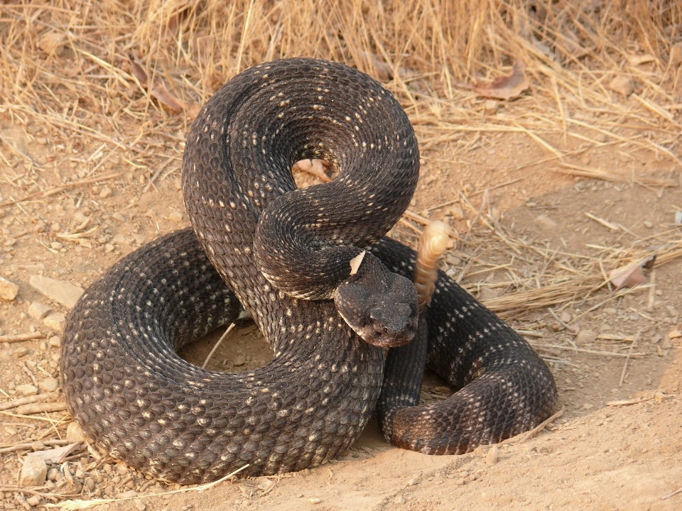 Doğa yaban hayatı sürüngen fauna