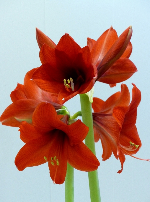 Plant flower petal red