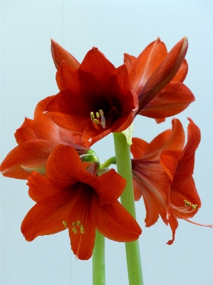 Plant flower petal red Photo