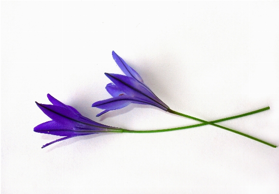 Branch plant leaf flower Photo