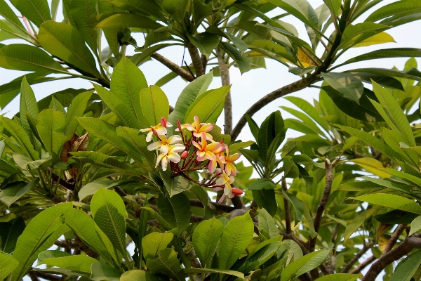 木 自然 花 植物 写真