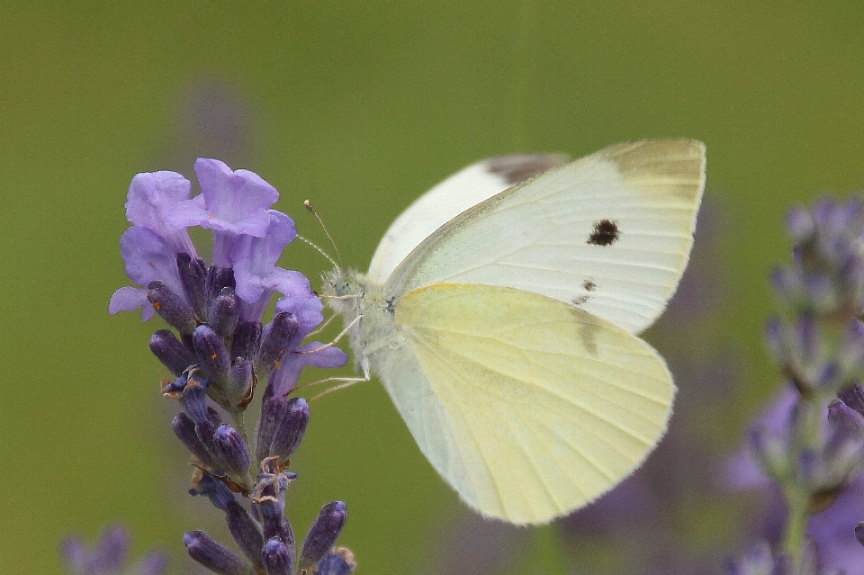 Natura zakład kwiat płatek