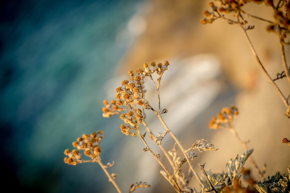 Paesaggio mare albero acqua