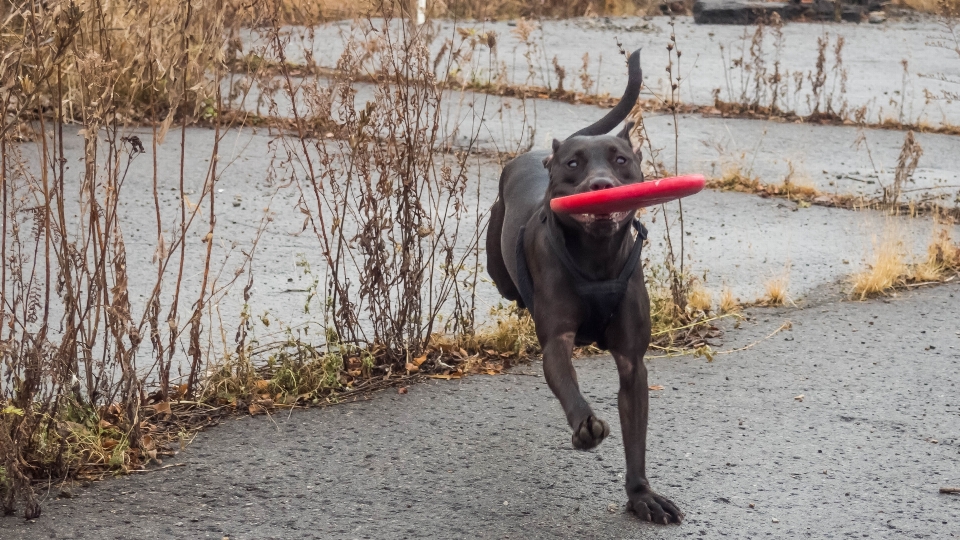 Fall dog mammal frisbee