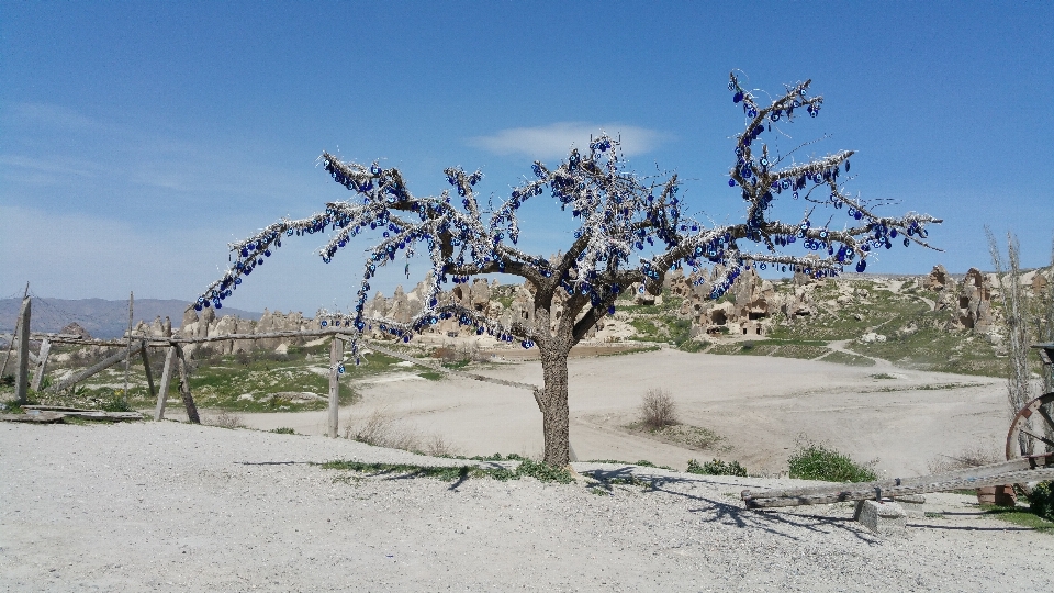 Spiaggia paesaggio albero sabbia