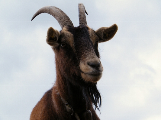 Foto Peternakan satwa margasatwa kambing