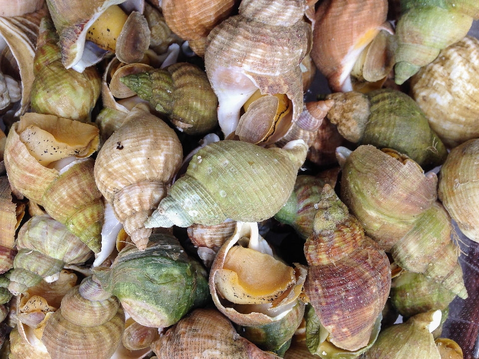 Piring makanan menghasilkan penangkapan ikan