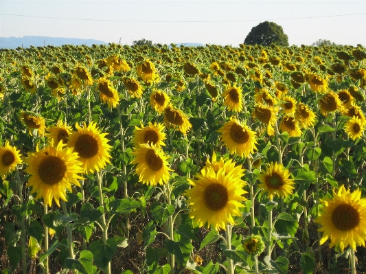 自然 アウトドア 成長 植物 写真