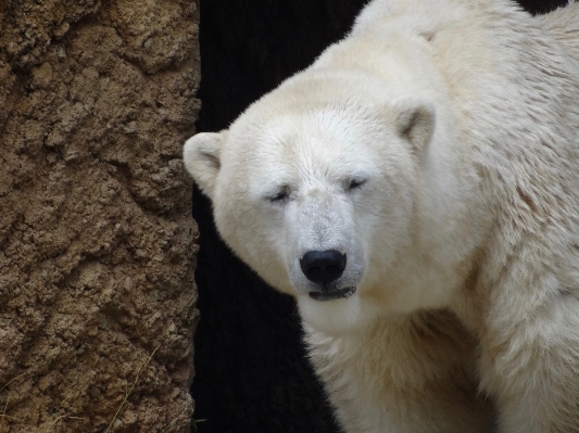 Bear zoo mammal fauna Photo