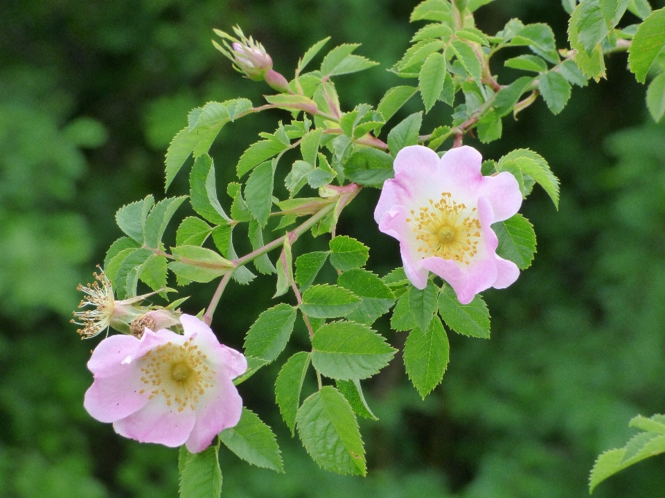 Florescer plantar flor rosa