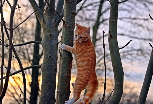 木 ブランチ 野生動物 子猫 写真