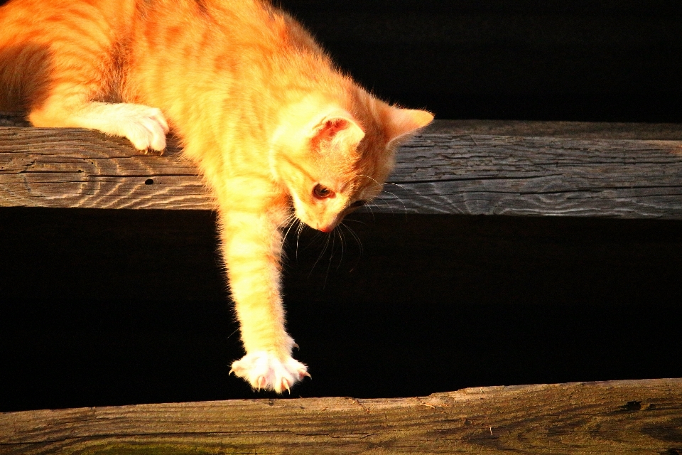 Legna gattino gatto mammifero