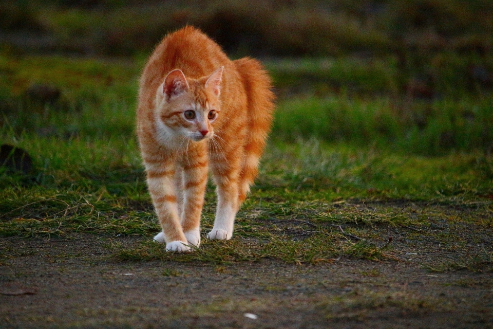 Animali selvatici gattino gatto mammifero