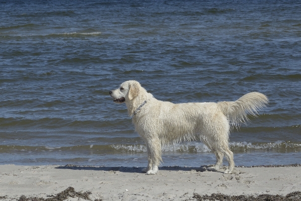 Foto Anjing mamalia jenis golden retriever
 bertulang belakang
