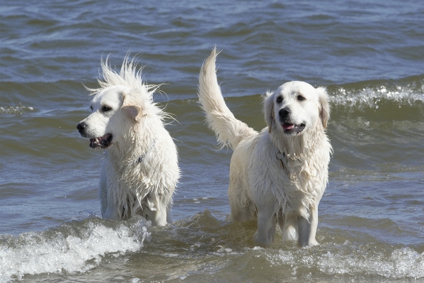 Foto Anjing mamalia jenis golden retriever
 bertulang belakang
