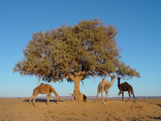 Landscape tree nature sand Photo