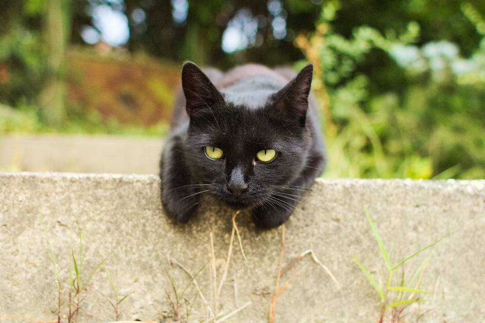 Lindo muro mascota retrato