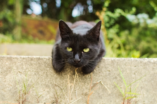 Foto Bonitinho parede bicho de estimação retrato