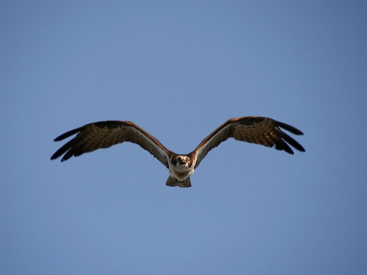 Nature bird wing sky Photo