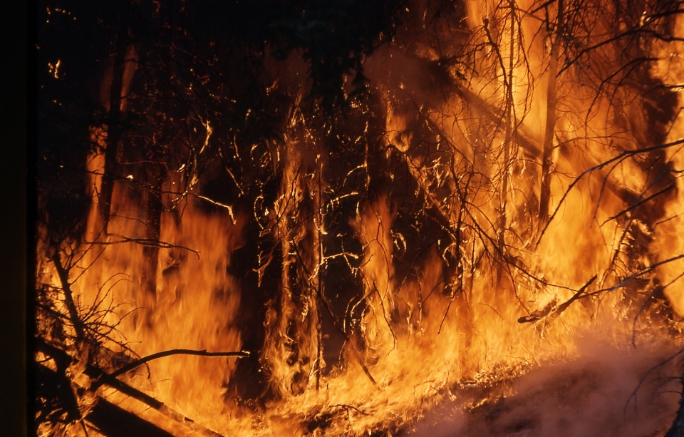 Bosque desierto
 cepillar fumar