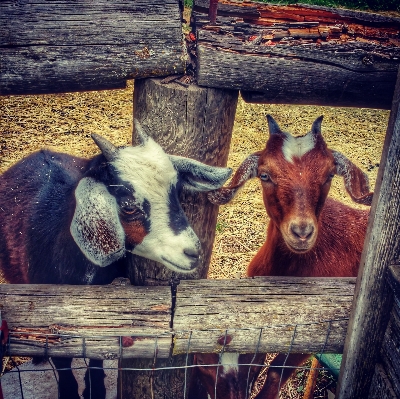 Foto Mamalia fauna kambing oregon