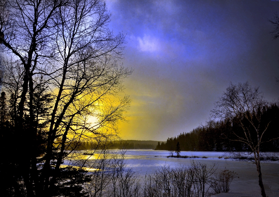 Arbre nature neige froid