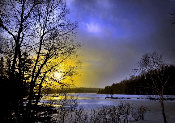 Foto Albero natura nevicare freddo