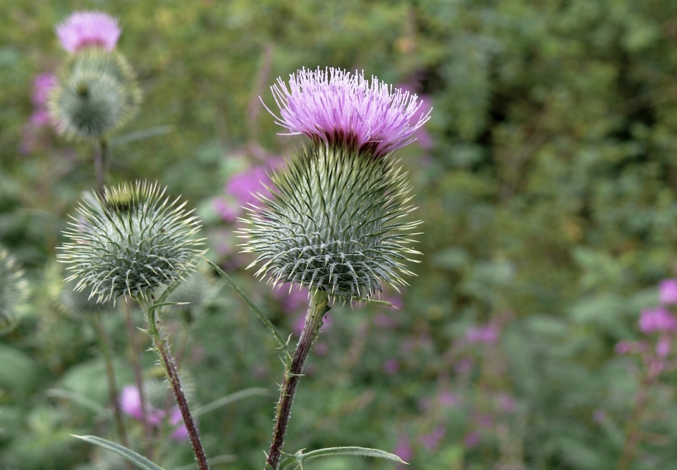 Natur stachelig
 anlage prärie
