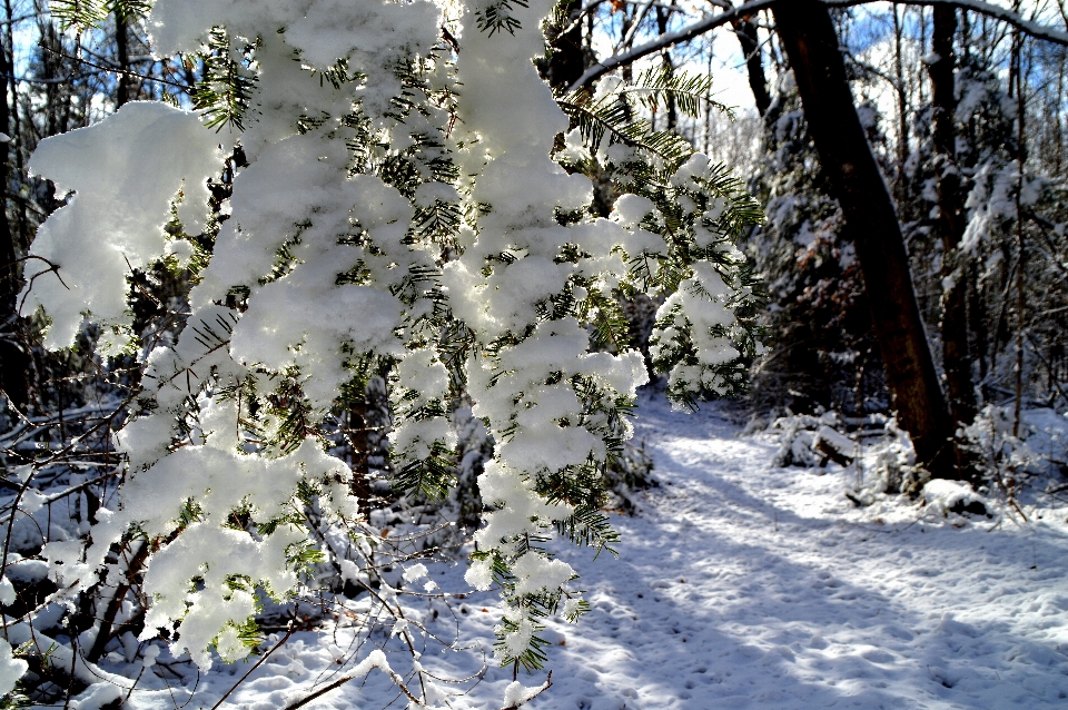 Baum natur wald zweig