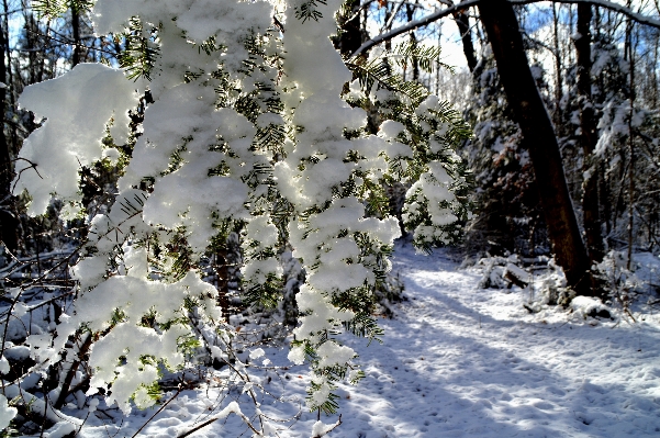 Tree nature forest branch Photo