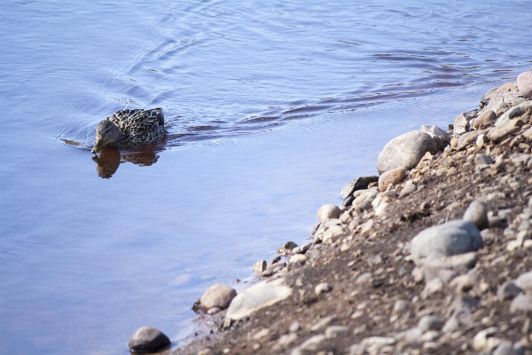 Sea water nature bird Photo