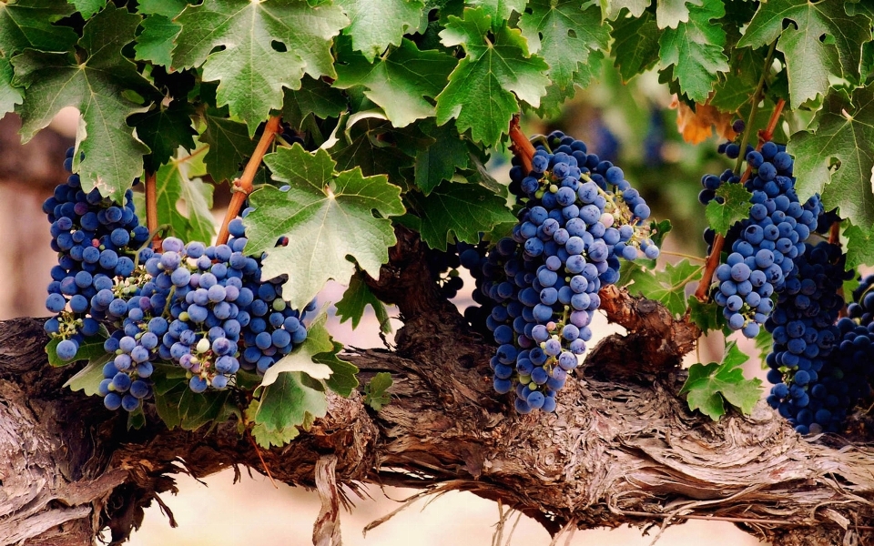 Plantar uva vinho fruta