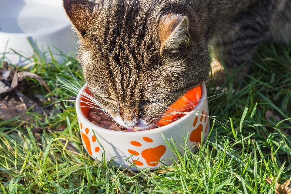 Gras füttern schüssel essen