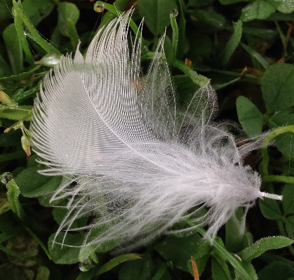 Nature grass bird plant Photo