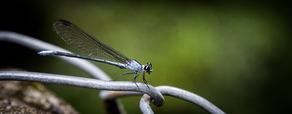 Natur flügel zaun fotografie