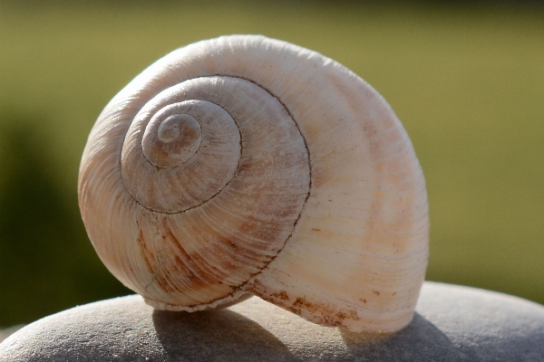 Nature photography spiral animal Photo