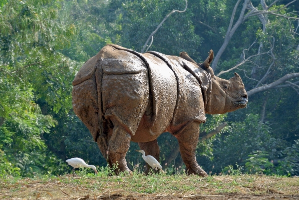 Wilderness adventure animal wildlife Photo