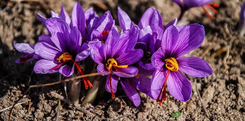 Photo Nature usine champ fleur