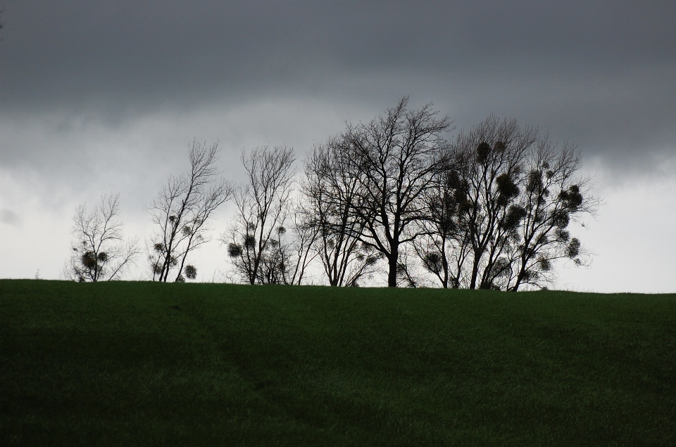 Landscape tree nature grass