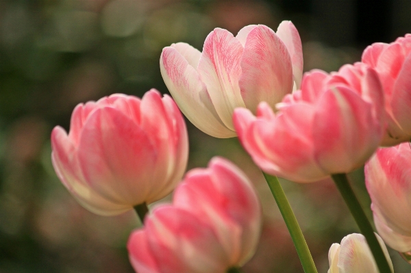 Nature blossom plant flower Photo