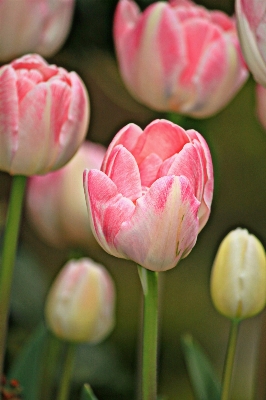 Nature plant flower petal Photo