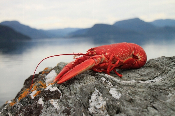 Foto Makanan merah laut olahraga ekstrim
