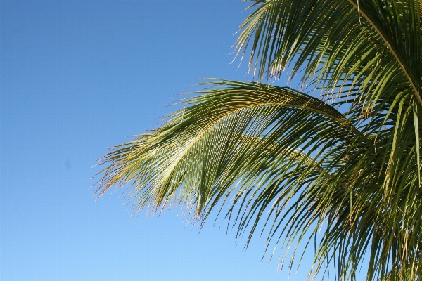 Tree nature grass branch Photo