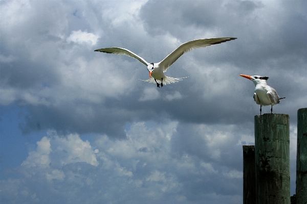 Photo Mer eau nature oiseau