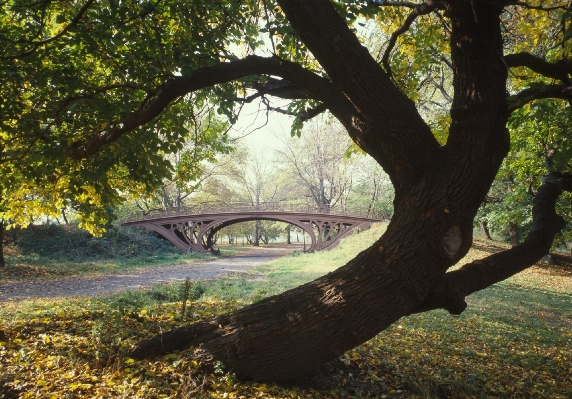 Landscape tree nature forest Photo